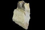Fossil Running Rhino (Hyracodon) Jaw Section - South Dakota #140963-1